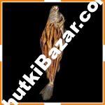 সামুদ্রিক জাতী কোরাল