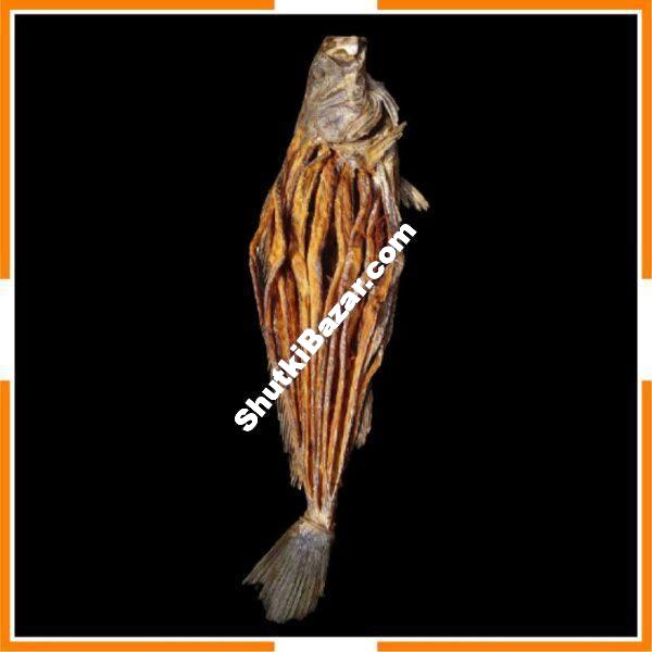 কোরাল শুটকি (জাতী)