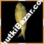 নোনা ইলিশ