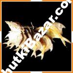 ছোট সিলভার রুপচাদাঁ