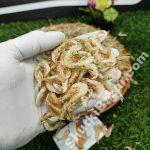 চিংড়ি শুটকি (কেইংগা ইছা)