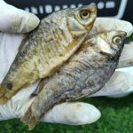 শুঁটকির ভর্তা প্যাকেজ